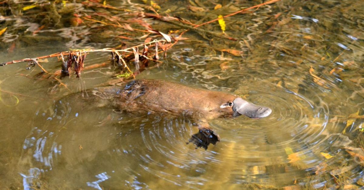 Police Charged a Man After He Was Seen Holding a Platypus Whilst Boarding a Caboolture-Bound Train