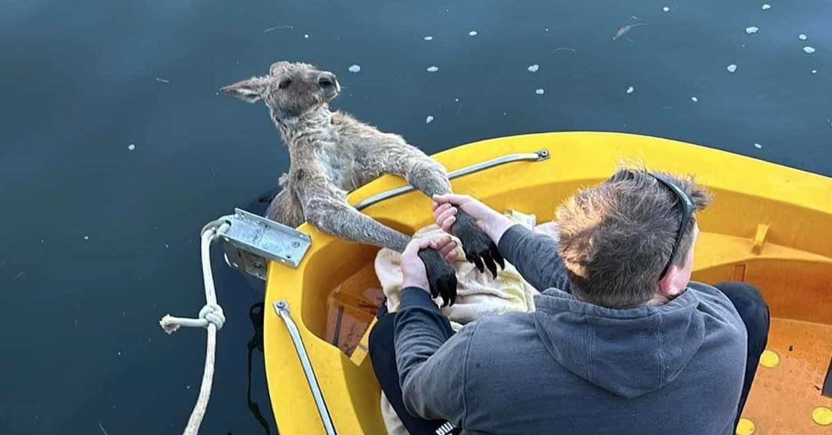 Bribie Island Kangaroo Rescue