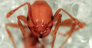 Fire Ant