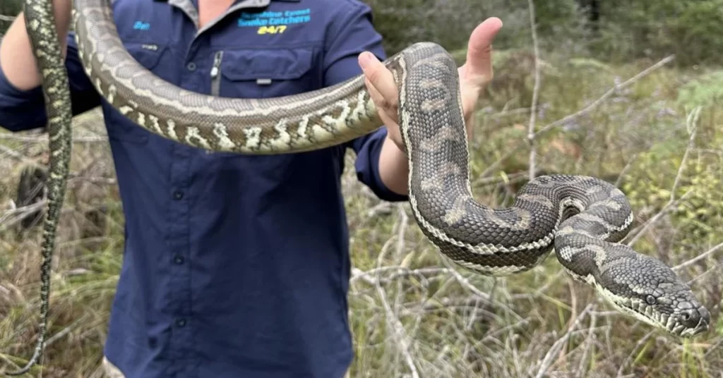 eastern brown snake