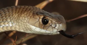 eastern brown snake