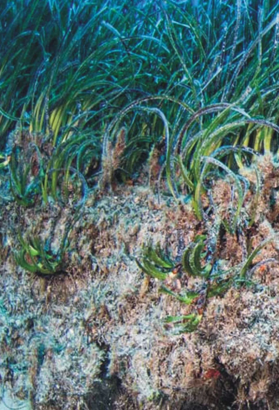 Seagrass restoration in Caboolture River