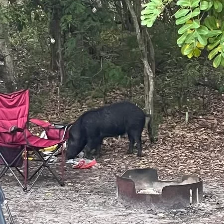 Feral pigs on Bribie Island