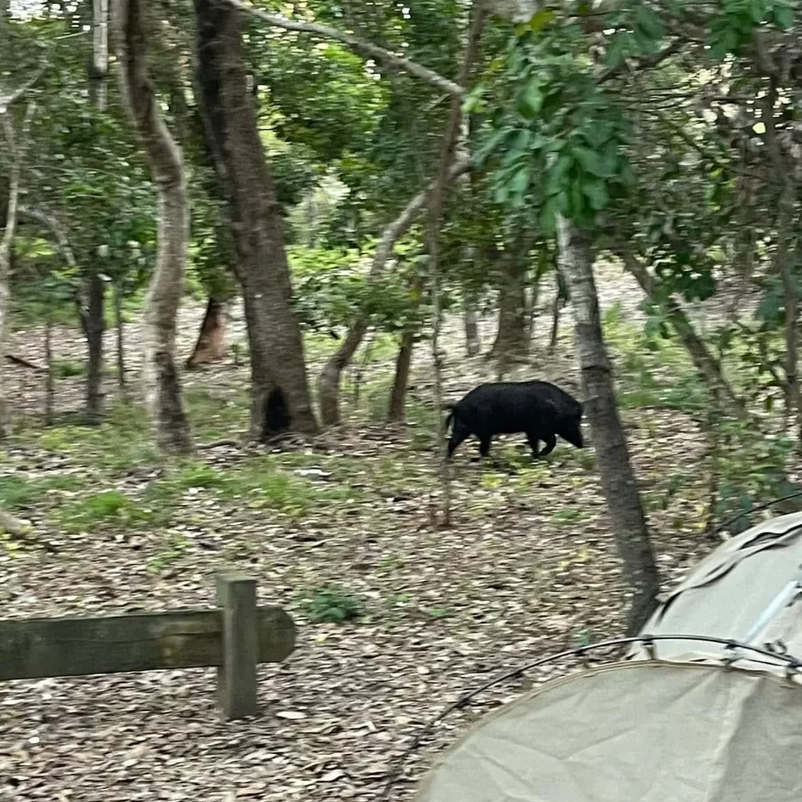 Bribie Island pig hunting