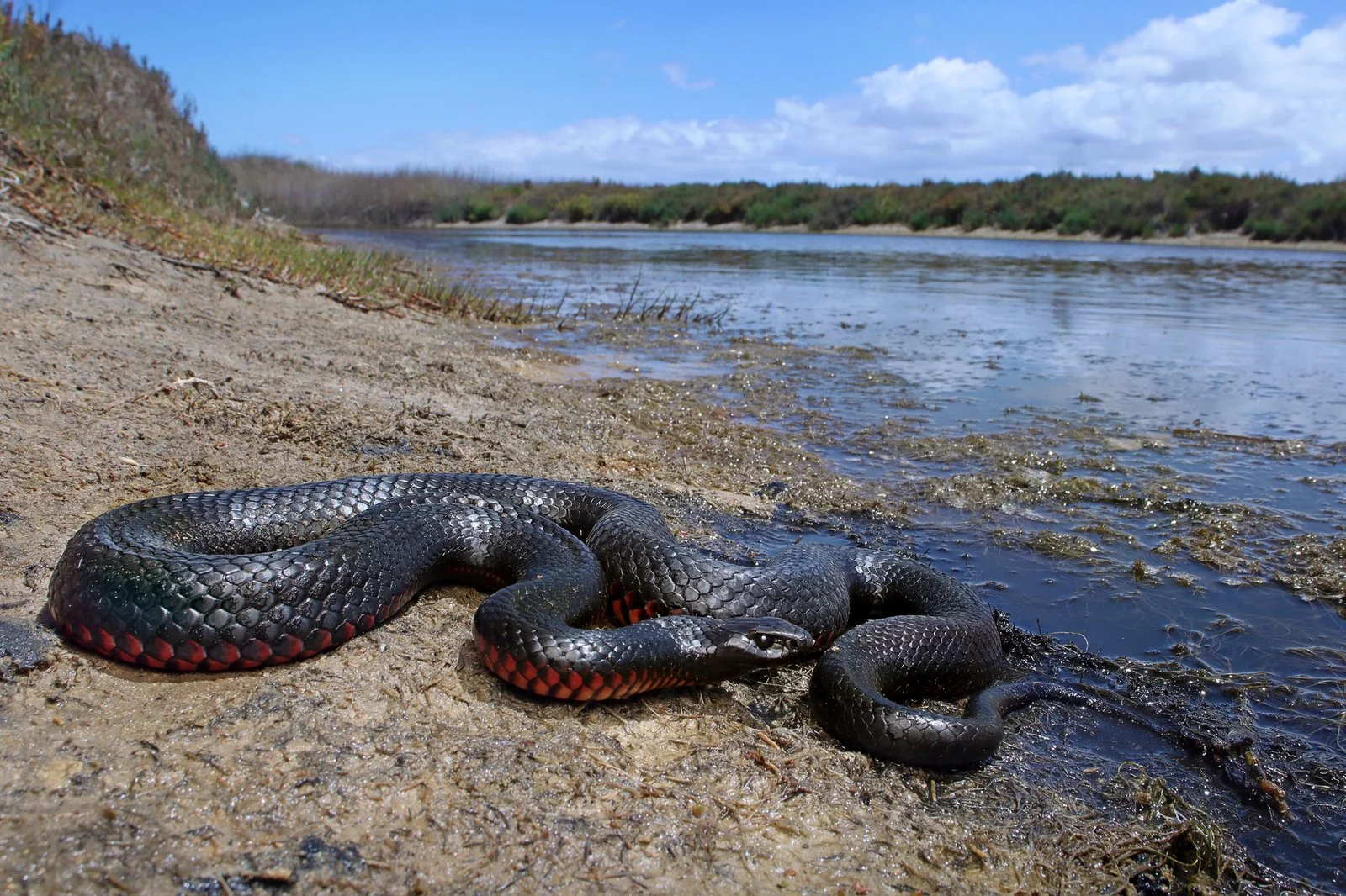 Burpengary snake safety