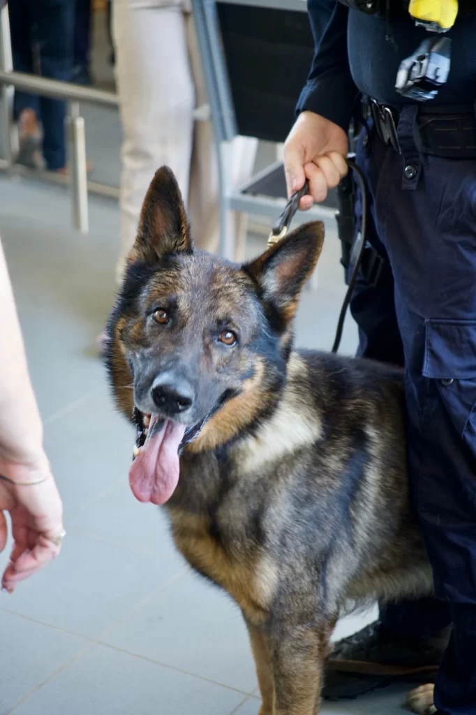 Police dog Gator