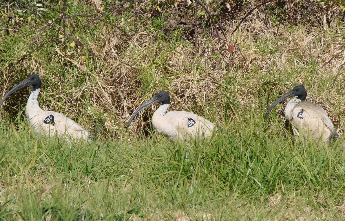 Caboolture ibis study