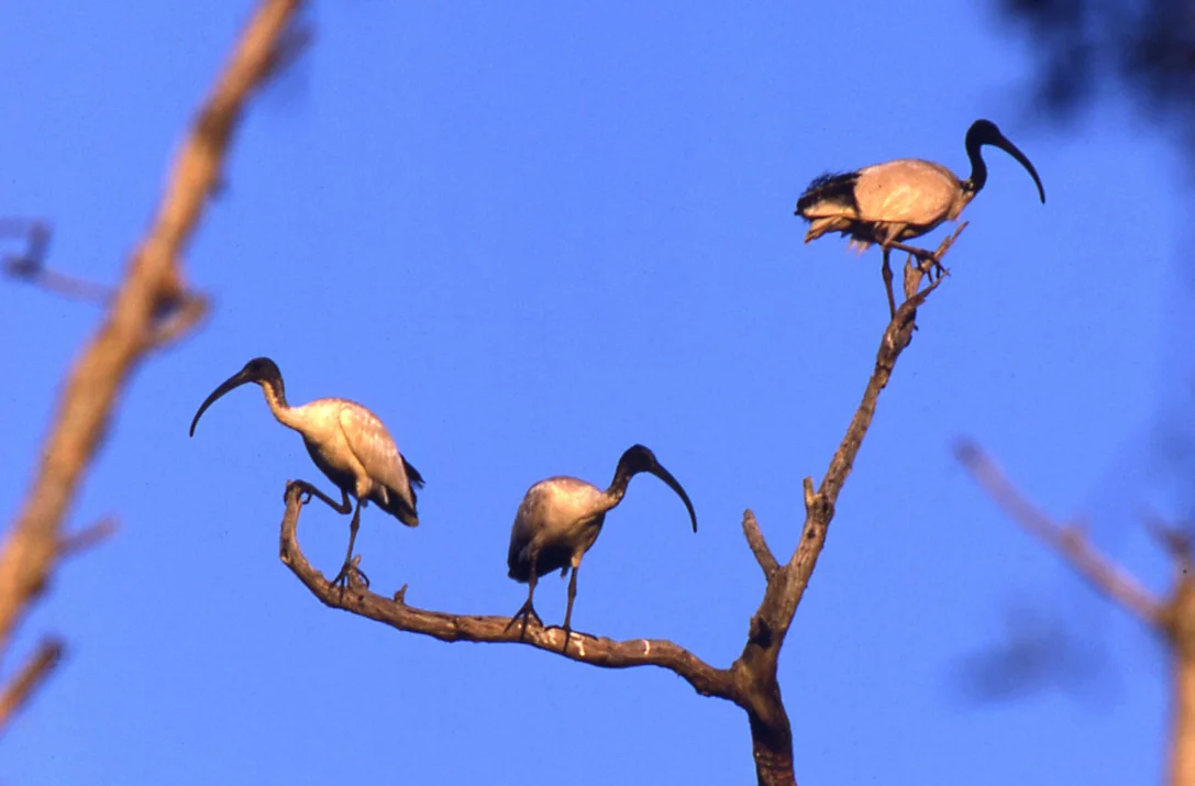 Moreton Bay ibis tracking