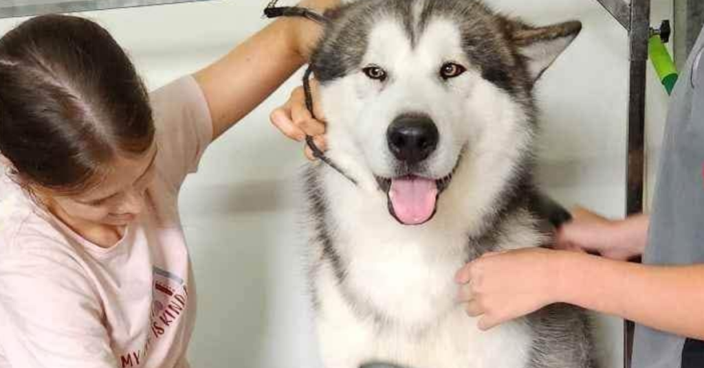 pet salon