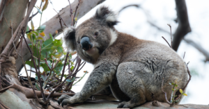 koala