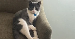 Cat Registration Data