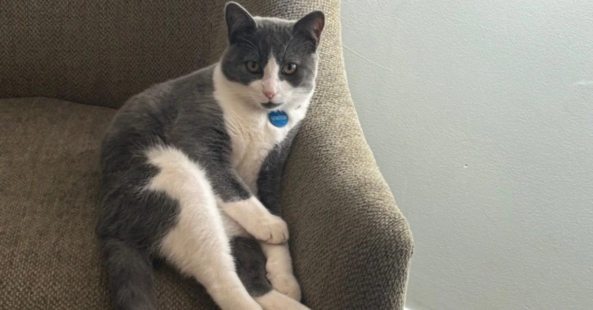 Cat Registration Data